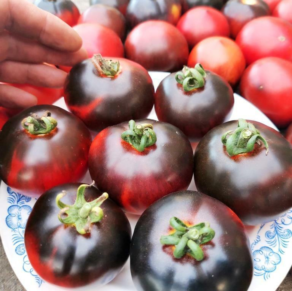 Помидоры Черная Бабочка - Black Butterfly Tomato