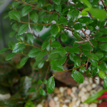 Готовый флорариум бонсай Японский вяз Бонсариум XL с озером