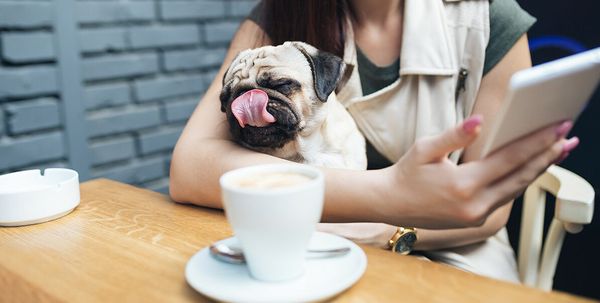 Dog-friendly / pet-friendly Сочи Dog-friendly / pet-friendly Сочи