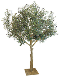 Олива с плодами - 230см (на платформе)