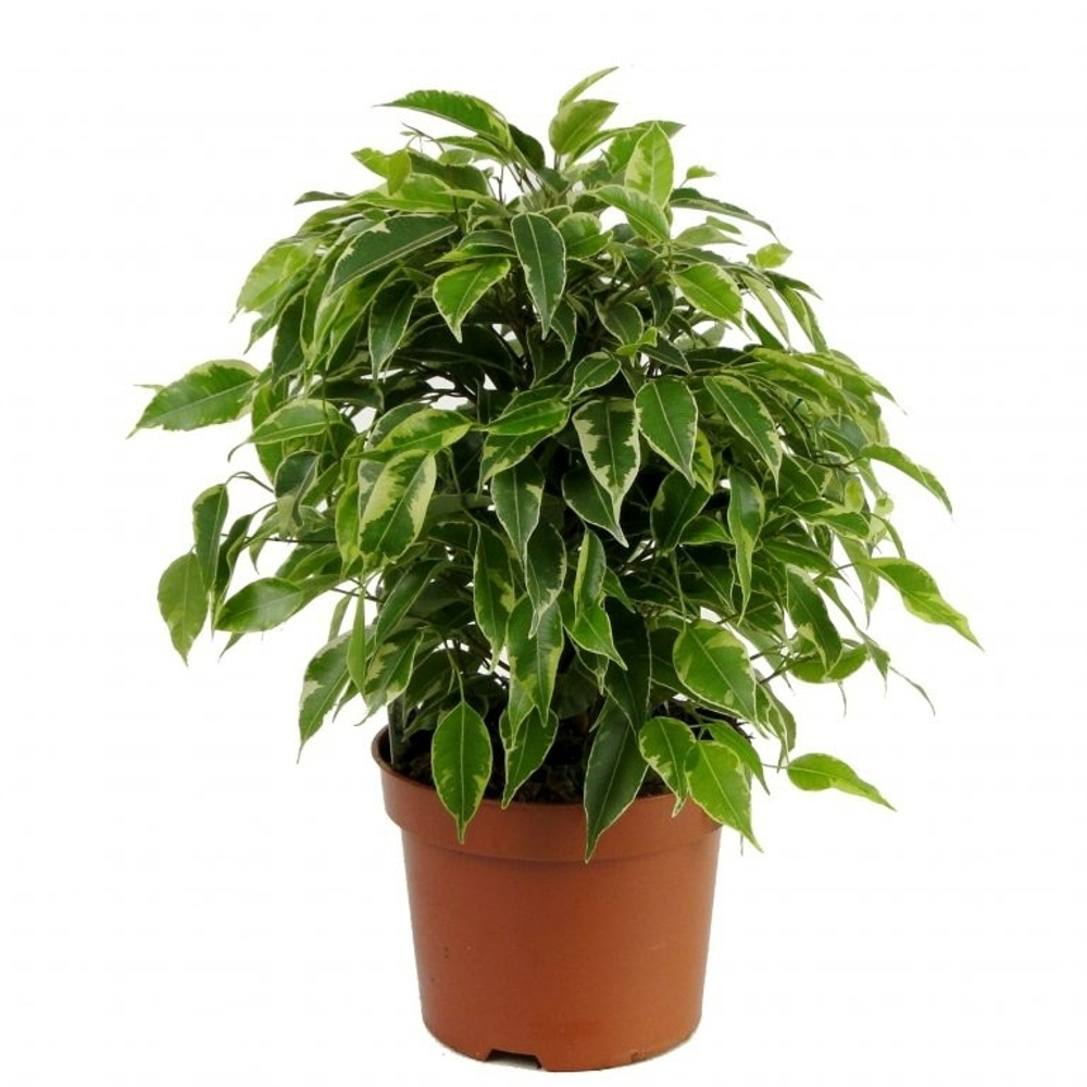 Фикус Бенджамин Кинки