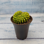Gymnocalycium Spineless Crested form (Гимнокалициум Кристатный)
