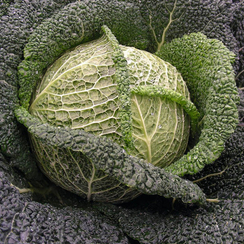 Вироса F1 семена капусты савойской (Bejo / Бейо)