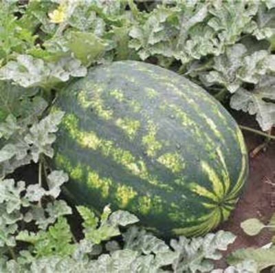 Варда F1 семена арбуза (Hazera / Хазера)