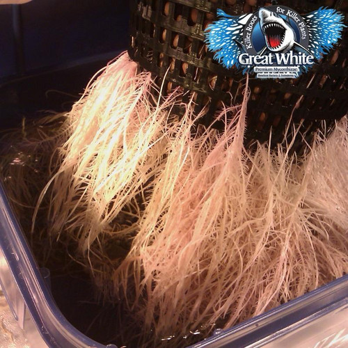 Микориза Great White Premium Mycorrhizae