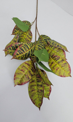 Кротон / Арт 3060