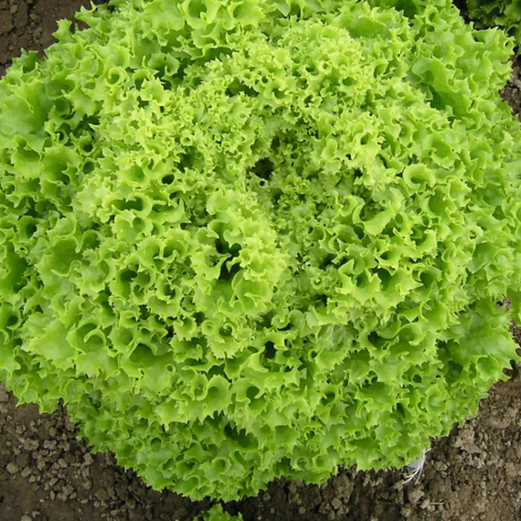 Бартимер семена салата айсберг (Nunhems / Нюнемс) – фото 2