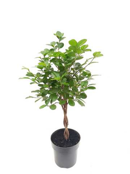 Фикус Макламе Коса