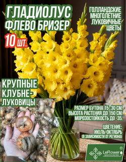Гладиолус Луковица, Флево Бризер, крупные, 10шт