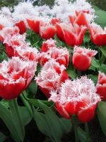 Тюльпан Бахромчатый Нью Санта