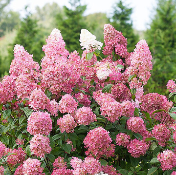 Гортензия метельчатая sundae fraise черенок