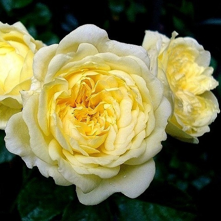 Роза флорибунда Anny Duperey