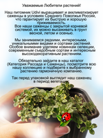Тимьян Замбези чабрец лимонный пёстролистный почвопокровный