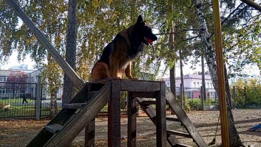 Дрессировка и коррекция поведения