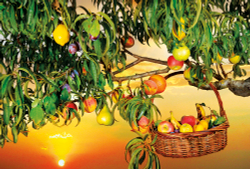 Коллекция Кухня