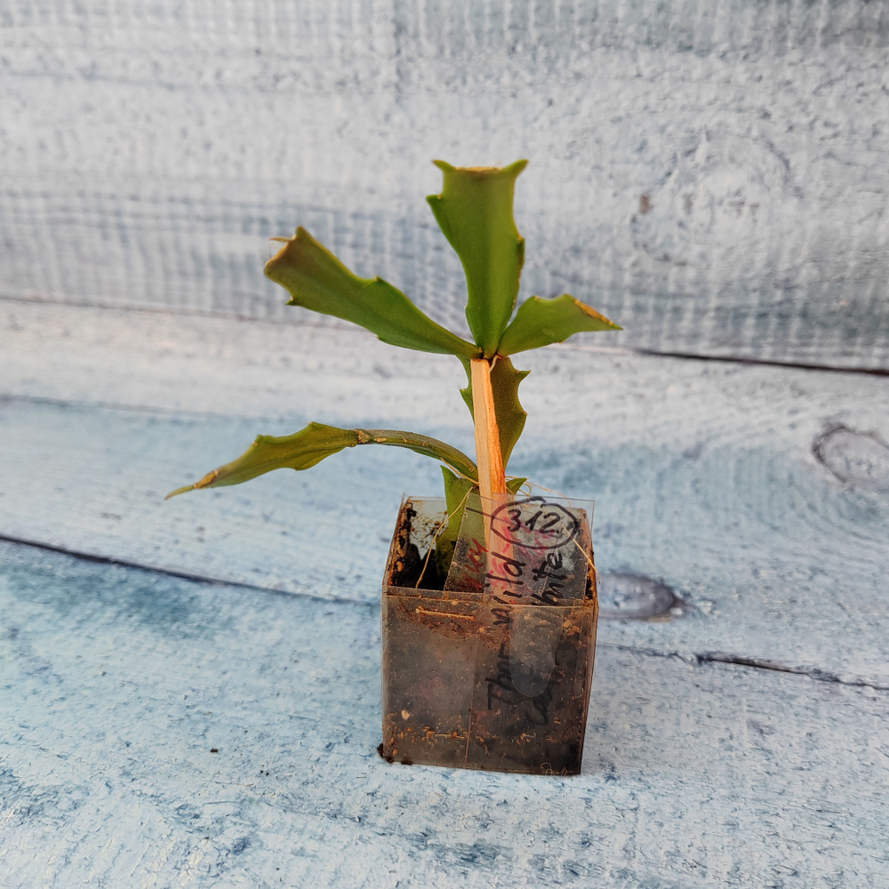Schlumbergera Thor Wild Cactus White (Декабрист)