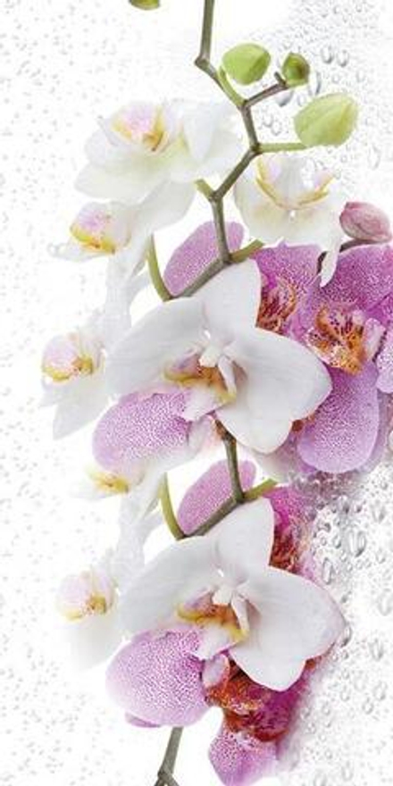 Панель СТАНДАРТ 25_Экзотик №0155