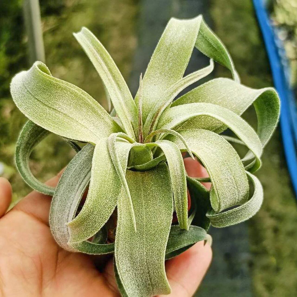 Тилландсия streptophylla S (T48)