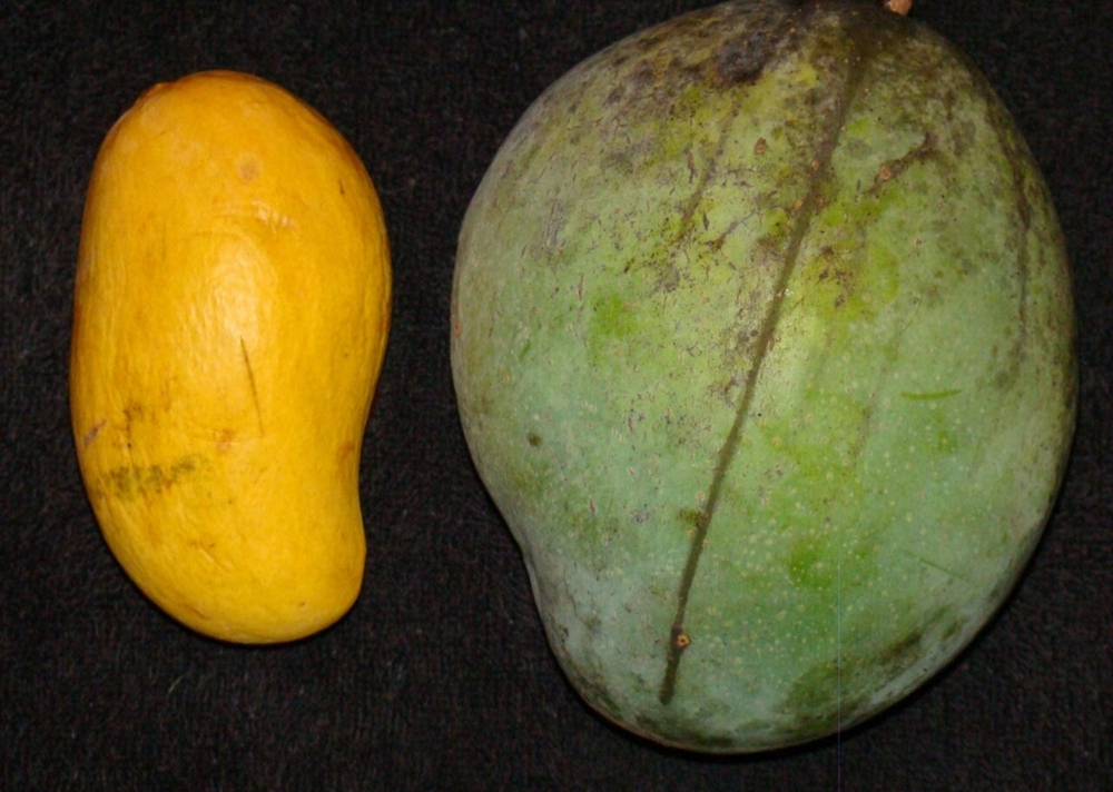 Манго Keitt
