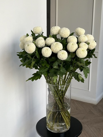 Хризантема одноголовая в белом оттенке