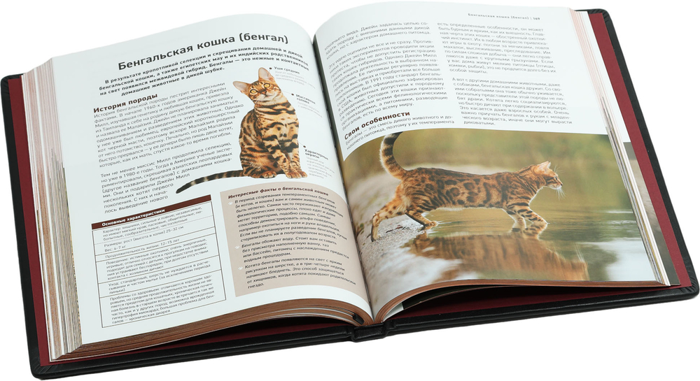 Все породы кошек