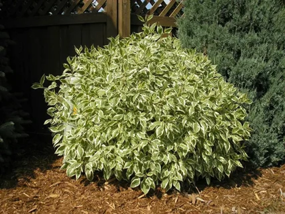 Дерен белый Айвори Хало С3 Закупка М60 июнь 2026