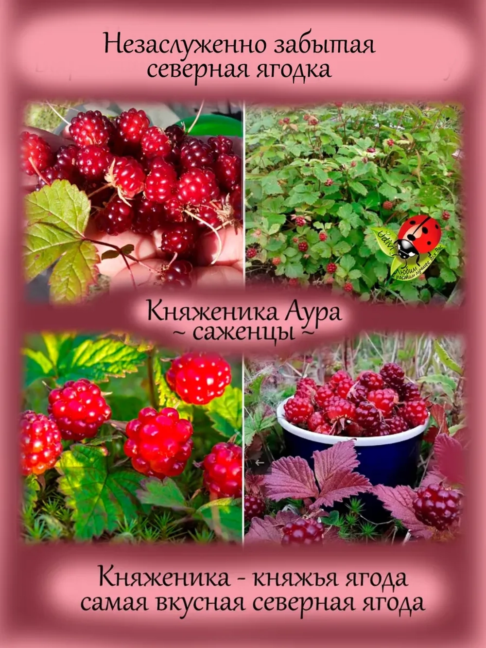 Княженика Аура княжья ягода