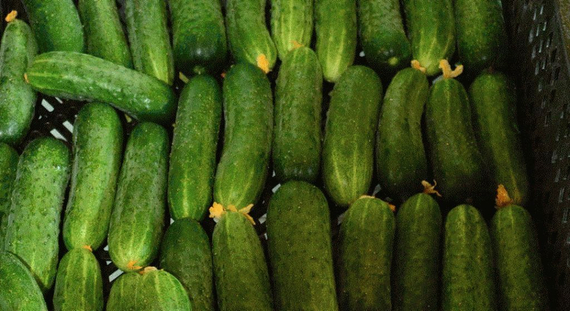 МАША F1 семена огурца партенокарпического (Seminis) отзывы – фото 6