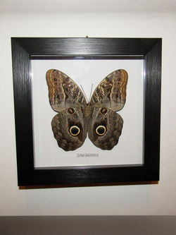 Бабочка Caligo placidianus в рамке