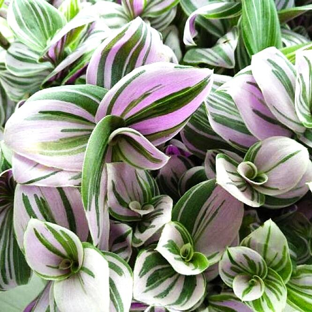 Традесканция Pink Hill (Розовый Холм) ОКС укорененный черенок