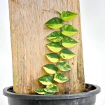 Рафидофора HAYI VAR N3 GOLDEN LIGHT