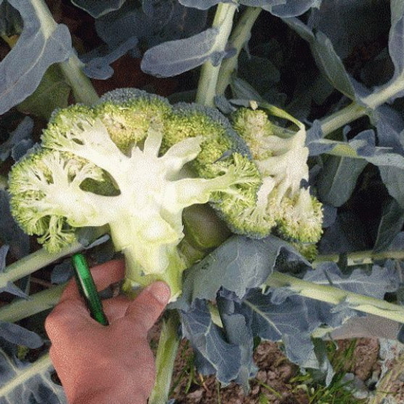 ЛОРД F1 семена капусты брокколи (Seminis | Alexagro) – фото 7