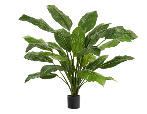 Спацифилум Гигант куст зелёный (без цветов) в-90 см, д-110 см