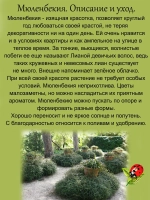 Мюленбекия воздушная ампельная