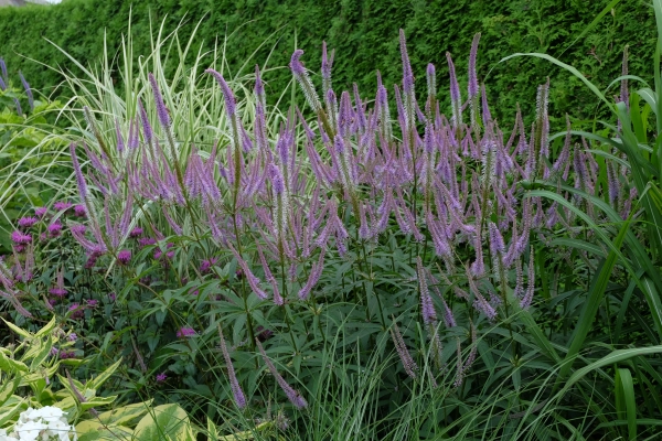 Вероникаструм "LAVANDELTURM"