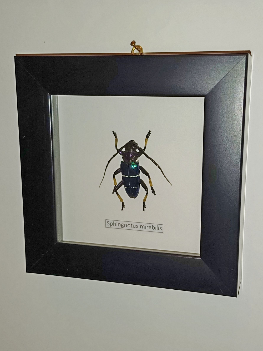 Жук Усач Sphingnotus mirabilis в рамке
