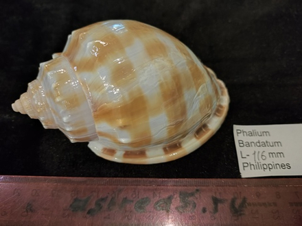 Фалиум Бандатум "110мм"