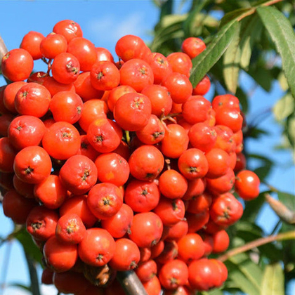 Рябина Вефед (ОКС)