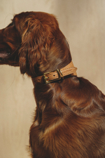 Ошейник "Пони-Селедка" Рыжий