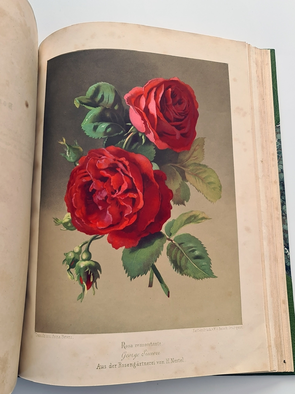 "Nestel`s Rosengarten. [  Сад роз Нестела]". E. Schweizerbartsche Verlagshandlung. 1869г.