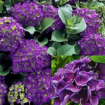 «Барон Пурпр» (Hydrangea macrophylla «Baron Pourpre») август 2025 г.