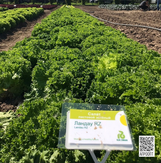 Ландау семена салата лолло блонда (Rijk Zwaan / ALEXAGRO) культура – фото 9