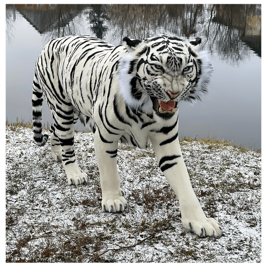 Реплика «Бенгальский тигр»