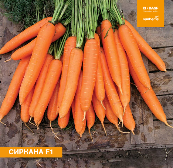 Сиркана F1 семена моркови нантской (Nunhems / ALEXAGRO) культура