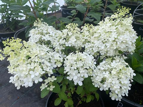 Гортензия метельчатая БОБО (Hydrangea paniculata «Bobo») (ЗКС)