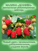 Малина Делнива ремонтантная раннеспелая