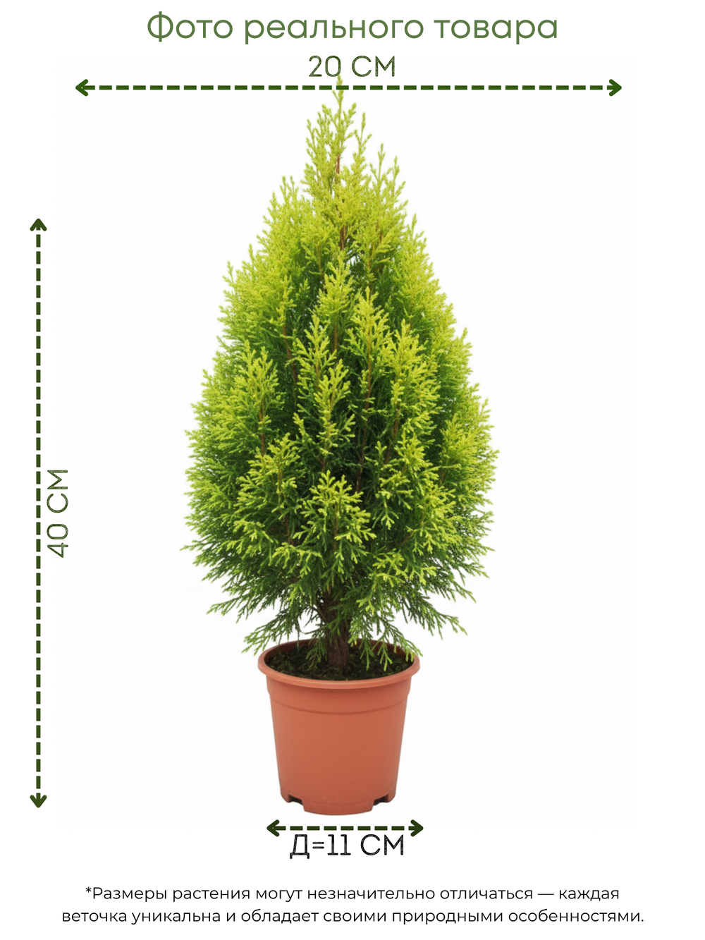 Кипарисовое дерево д.11