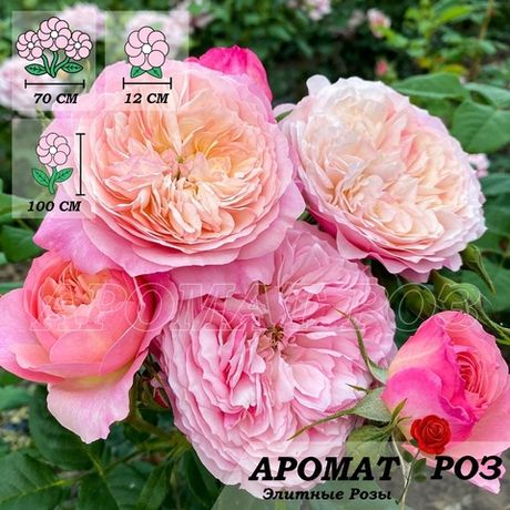 Констанция (Constance)