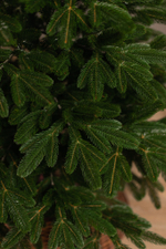 Ель искусственная литая Марьинская