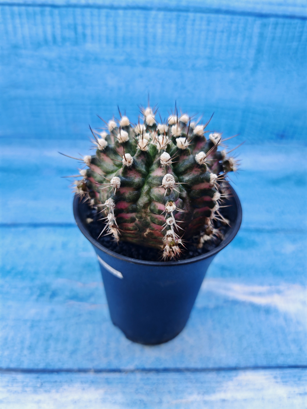 Gymnocalycium T-Rex Pink hybride (Гимнокалициум T-rex)